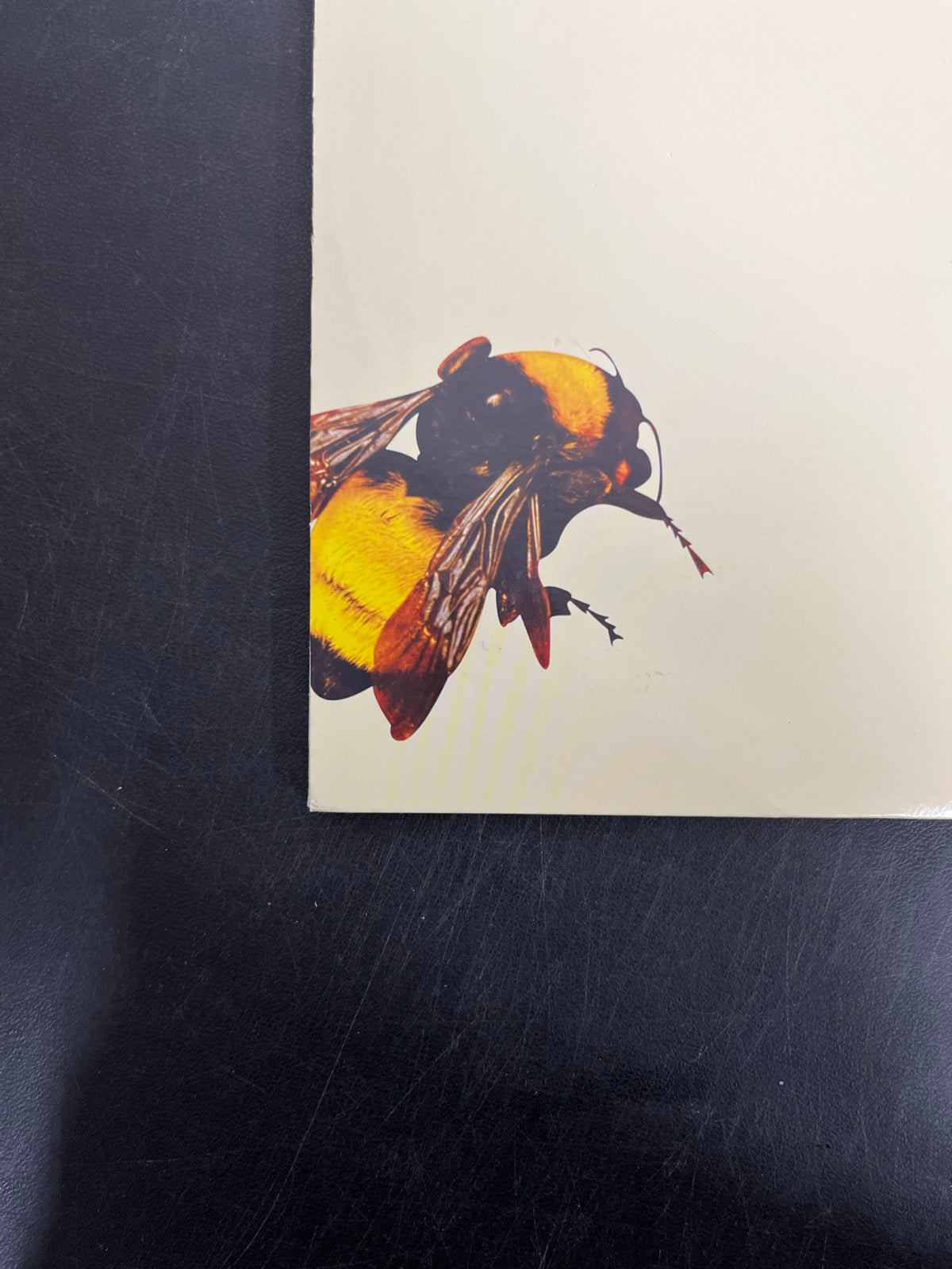 BACK_BL - Tyler, the Creator - Flower Boy LE Vinyl USED NOT TESTED