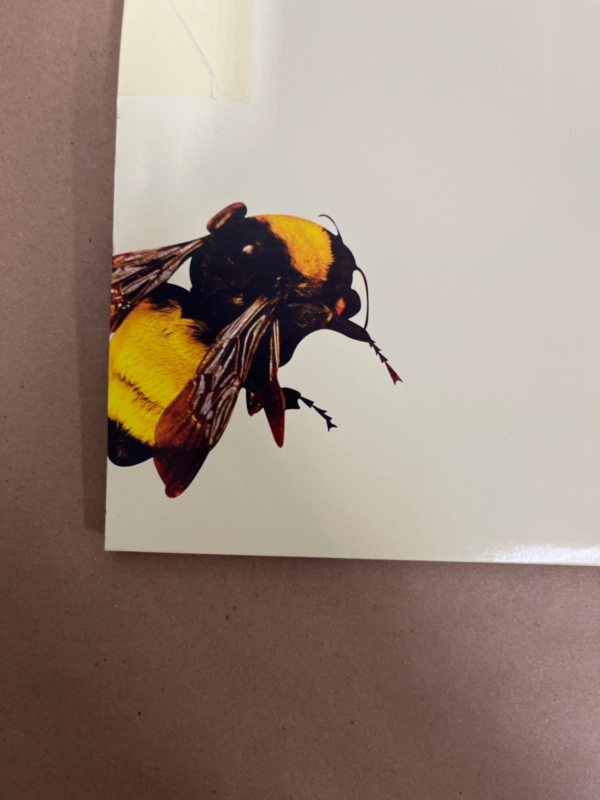 BACK_BL - Tyler, the Creator - Flower Boy LE Vinyl USED NOT TESTED